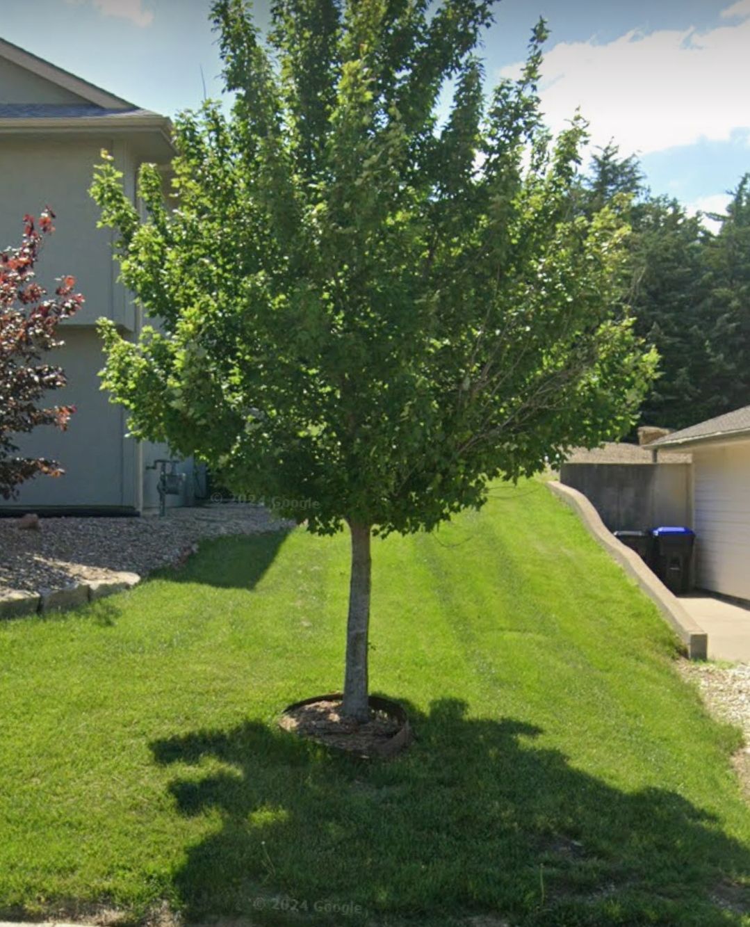 Green tree in a grassy yard, casting a shadow on the lawn.