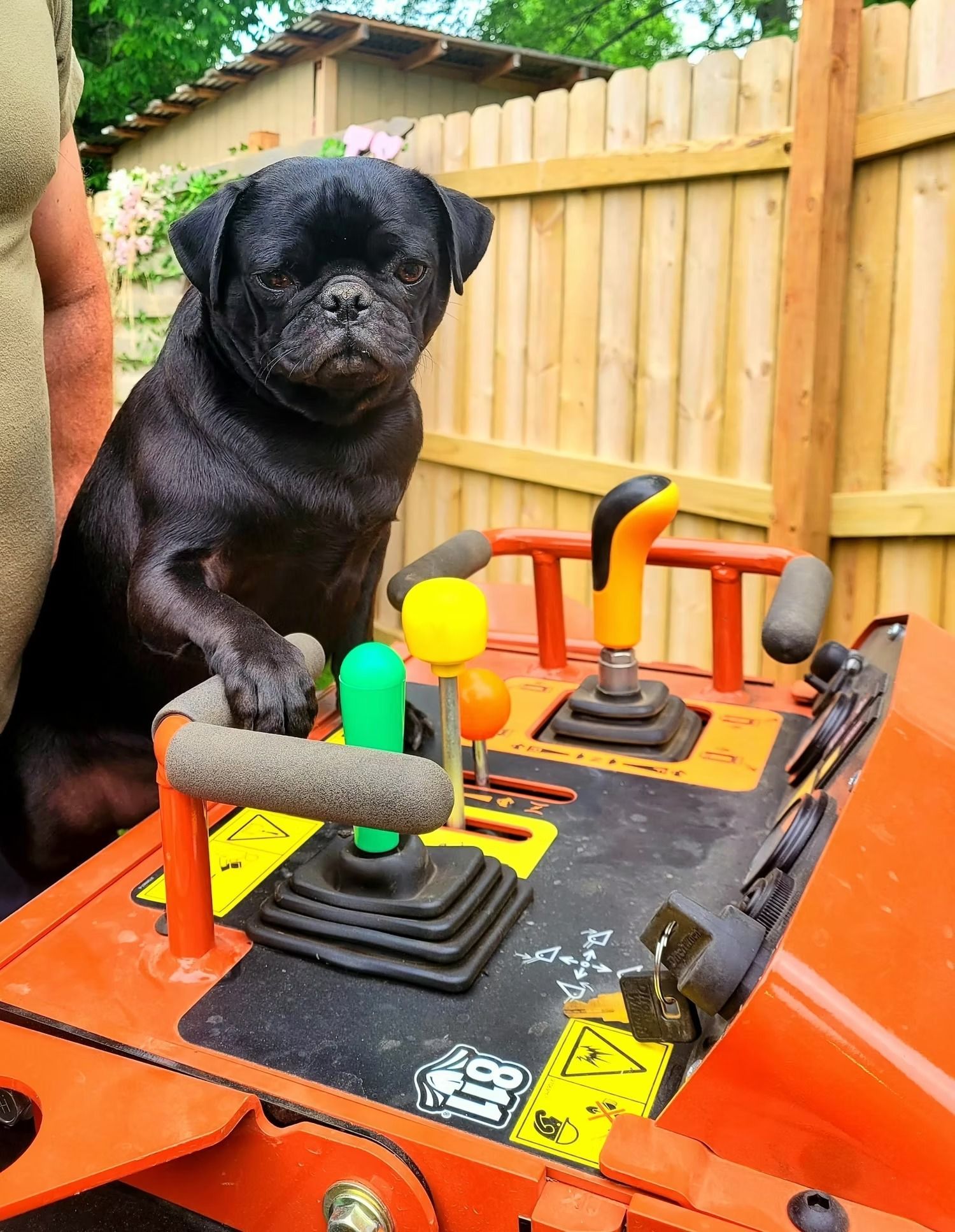 Black pug dog, with paw on tractor controls, looking forward, in front of wooden fence.