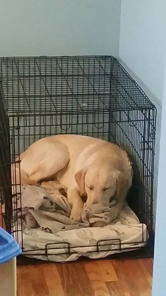 Yellow Labrador dog curled up in a wire crate, resting on a bed.