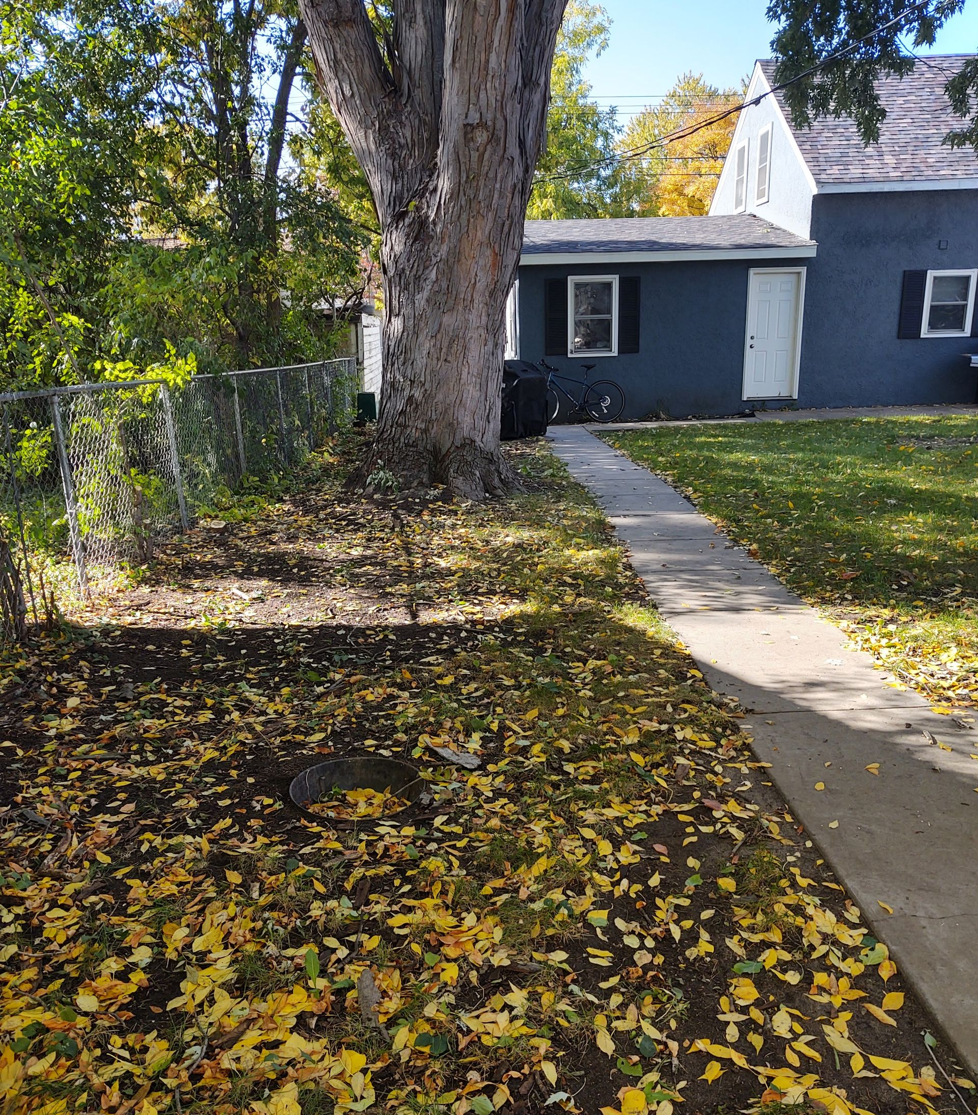 A blue house with a white door and sidewalk sits behind a large tree in a yard covered in fallen autumn leaves.