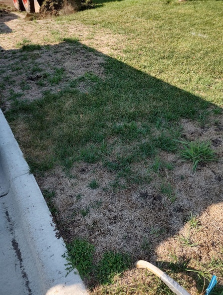 A patch of dry, sparse, brown lawn next to a concrete sidewalk, transitioning to healthier green grass further away.
