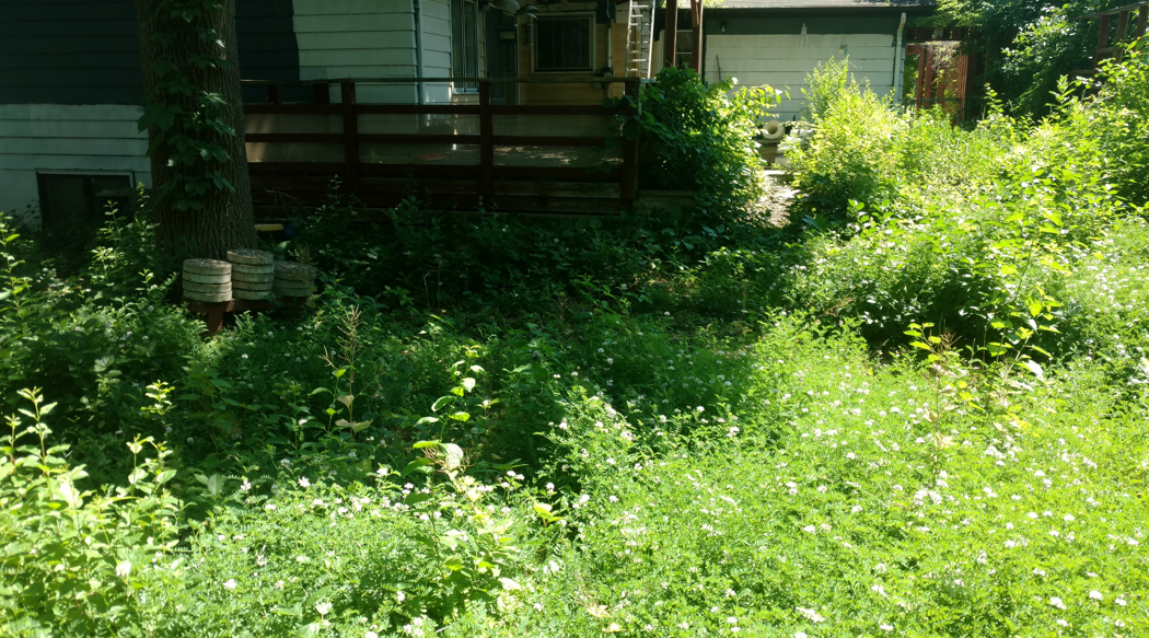 Overgrown yard with wild grass and weeds in front of a house with a wooden deck and a garage in the background.