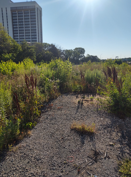 A gravel path leads through a wild, overgrown field toward trees and a tall building under a bright, sunny sky.