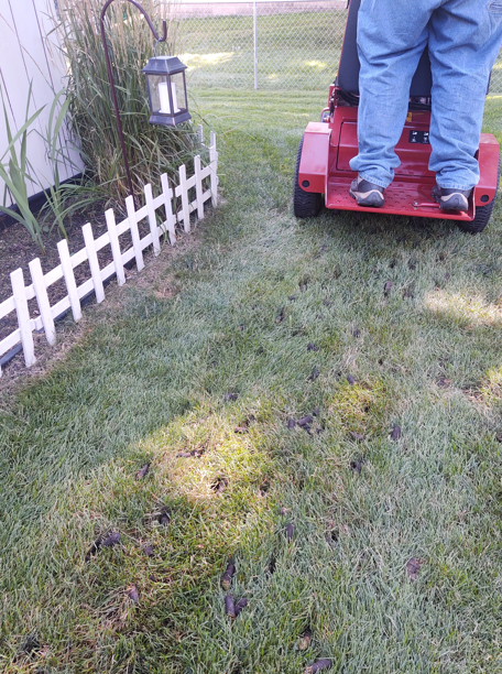 A person stands on the back of a red stand-on mower on a residential lawn next to a white decorative fence.