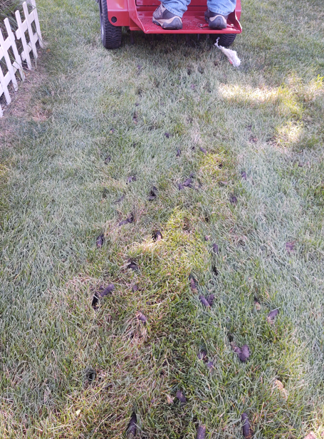 A close-up view of dark, small bird footprints crossing a green lawn in front of a red riding lawn mower.
