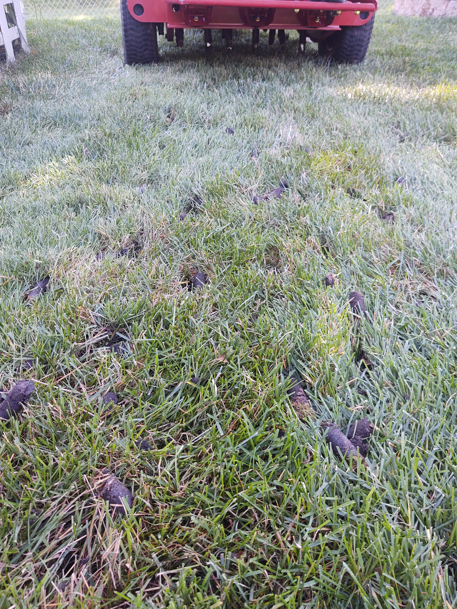 A lawn aerator sits on green grass, leaving behind small plugs of soil after passing over the yard.
