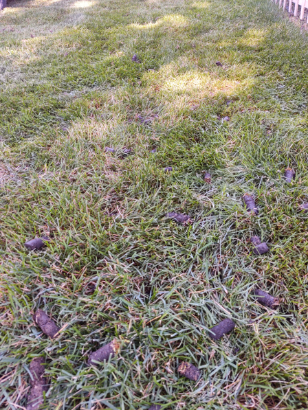 Scattered dark, cylindrical droppings are spread across a patch of green grass.