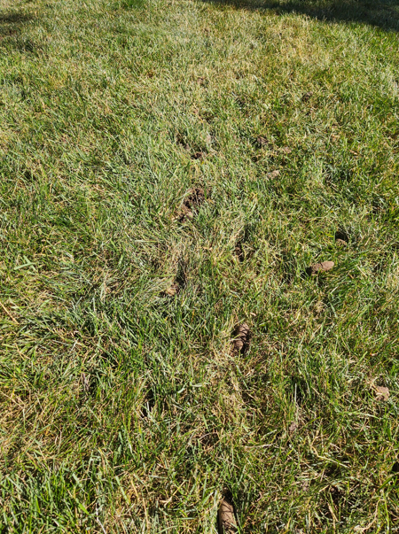 A trail of scattered dark droppings on a green grassy lawn.