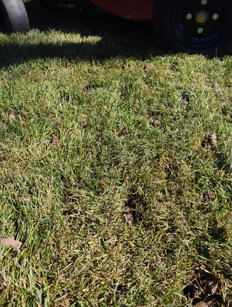 A low-angle view of green grass with brown patches, partially shaded by the tire and frame of a red lawn mower.