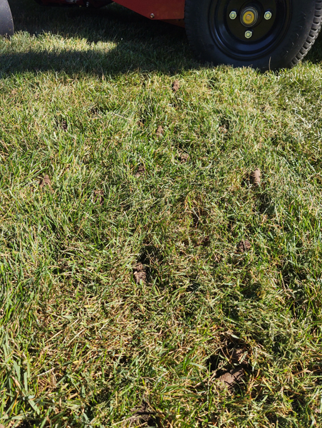 Close-up of a patch of lawn with small, scattered brown indentations and a blurred lawnmower tire in the background.