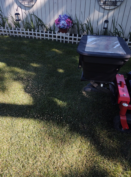 A black lawn spreader sits on a grassy lawn in front of a white picket fence decorated with a floral wreath.