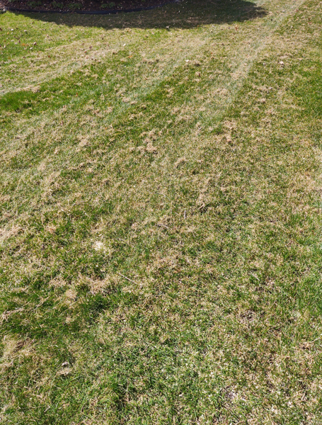 A slightly patchy, green lawn with visible tire tracks cutting through the grass.