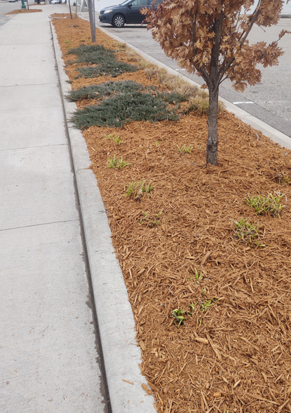 A concrete sidewalk runs parallel to a landscape strip filled with brown mulch, low-lying green shrubs, and a small tree.