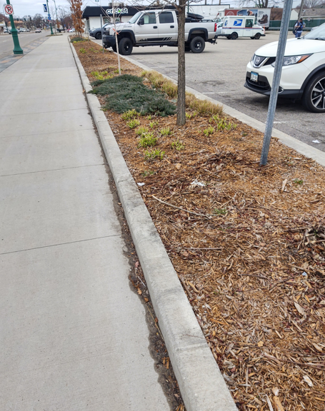 A concrete sidewalk borders a planting strip with mulch, small evergreen shrubs, and a young tree next to a parking lot.