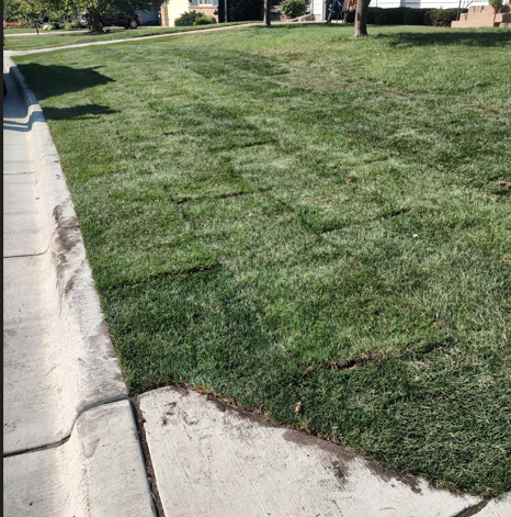 Newly laid patches of sod forming a grid pattern on a residential lawn next to a concrete sidewalk.