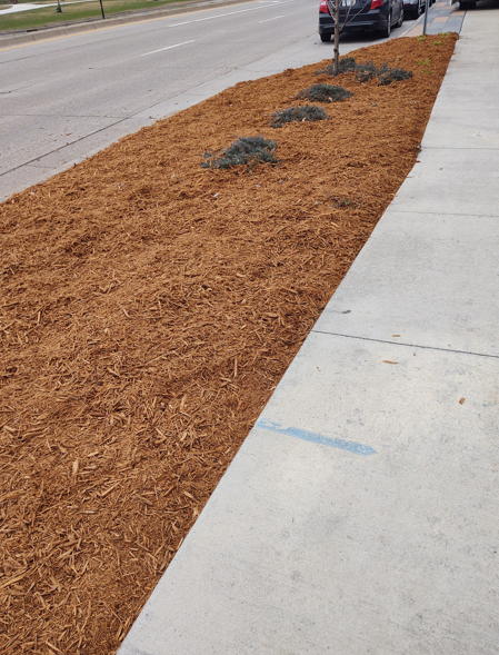 A street-side planter bed filled with brown mulch and small shrubs, running parallel to a concrete sidewalk and road.