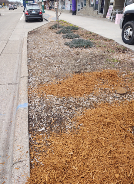 A sidewalk garden bed with patchy brown wood mulch and several small, low-growing shrubs next to a road and storefronts.