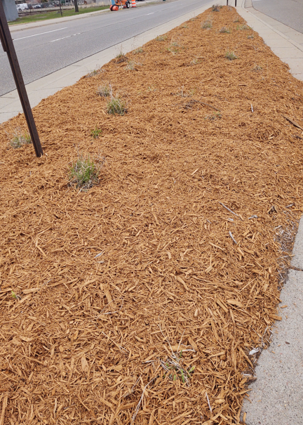 A roadside landscape bed covered in fresh light-brown mulch with a few small, sparse green plants.