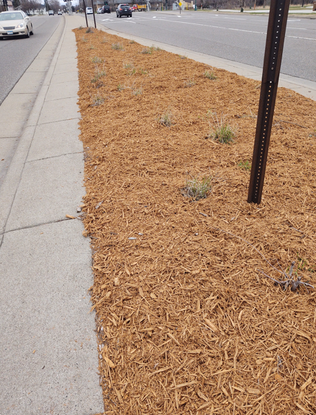 A sidewalk runs alongside a landscaped roadside strip filled with fresh, light-brown wood mulch and small, sparse plants.