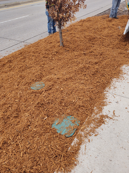 Two people spread wood mulch around a small tree and utility access covers near a sidewalk.