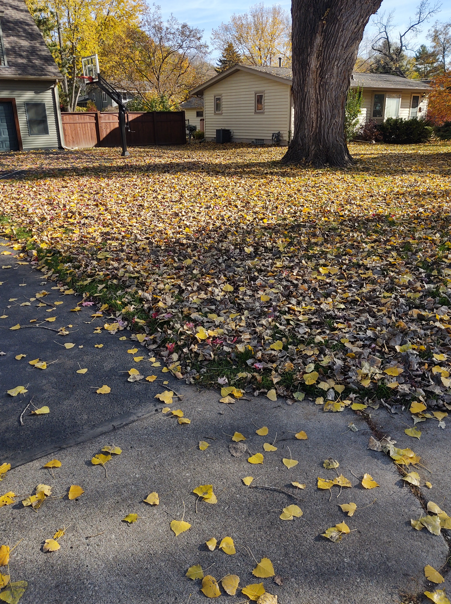 A suburban yard covered in fallen yellow and brown autumn leaves, next to a driveway and a large tree.