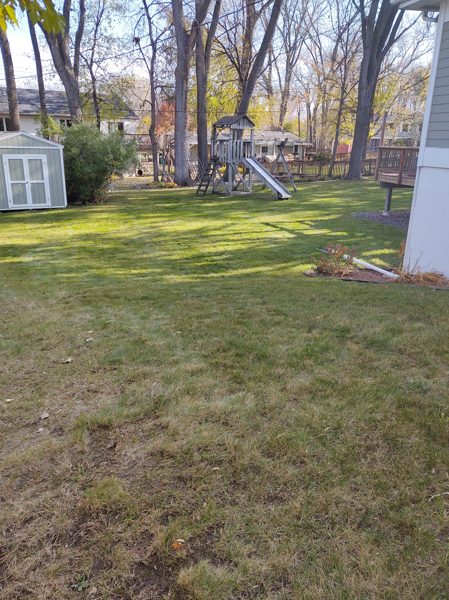 A backyard lawn with a light blue storage shed on the left, a wooden play structure in the distance, and tall trees.