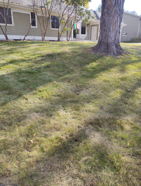 A tan residential house with green siding sits behind a grassy lawn shaded by a large pine tree.