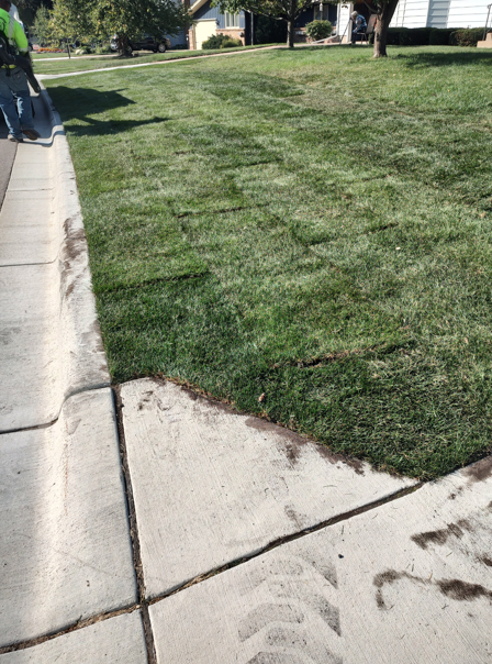 A patch of newly installed sod in a residential yard next to a concrete sidewalk.