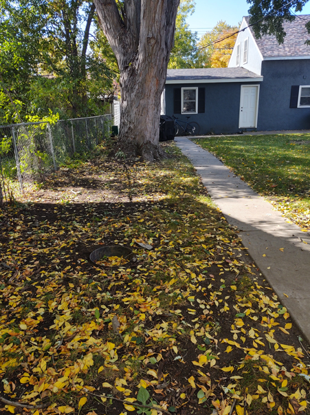 A blue house sits near a large tree, with a concrete walkway leading to the door and yellow leaves scattered on the lawn.