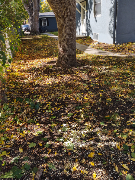A tree trunk stands in a yard covered with scattered yellow autumn leaves, near the corner of a light blue house.