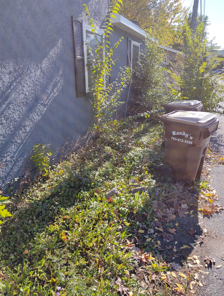 Overgrown ground cover and weeds grow against the side of a gray building next to two brown outdoor trash bins.