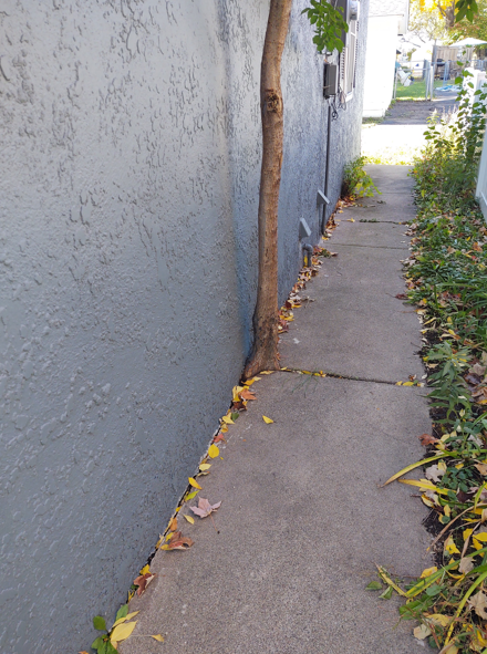 A tree grows out of a narrow concrete walkway beside a grey stucco wall, creating a potential obstruction.