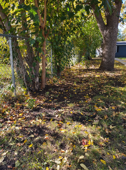 A ground-level view of a yard with a chain-link fence, trees, and scattered fallen autumn leaves on the grass.