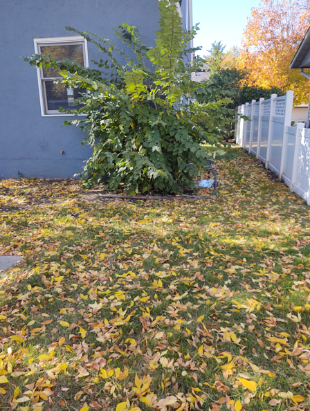 A large green shrub sits near a blue house wall in a yard covered with fallen autumn leaves next to a white fence.