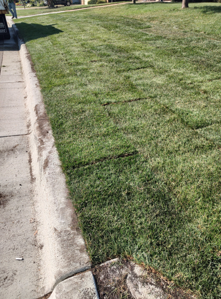 Newly installed sod squares forming distinct, parallel rows along a concrete curb in a green, sunlit residential lawn.