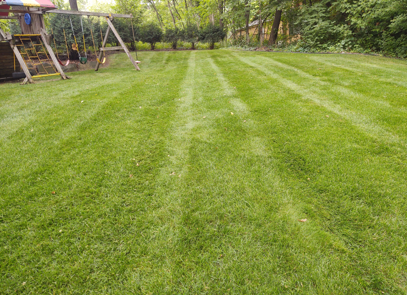 A freshly mown lawn with visible stripes in a backyard featuring a wooden play set and surrounding trees.