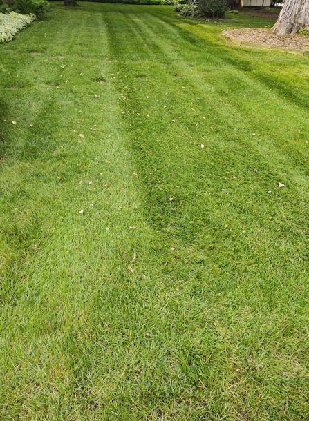 A vibrant green lawn featuring straight, alternating light and dark mowing stripes extending into the distance.