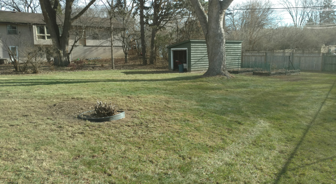 A green backyard with a grassy lawn, a small fire pit in the foreground, a shed, and a house in the background.