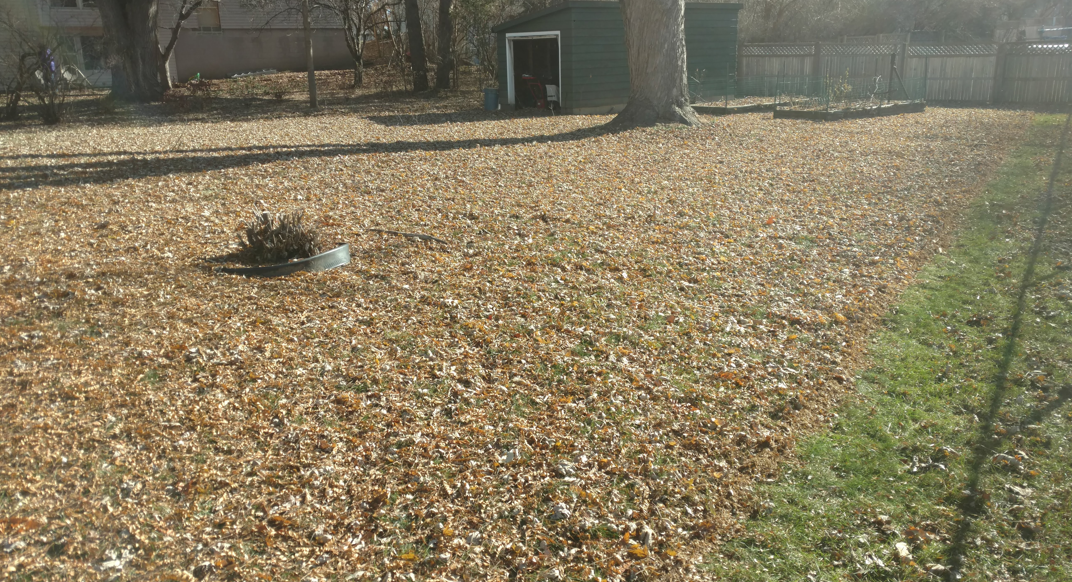 A yard covered in brown autumn leaves with a small dark shed visible in the background.