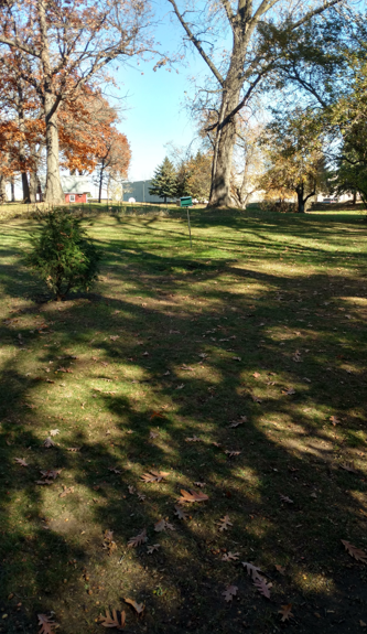 A grassy park area with scattered trees, fallen leaves, and a blue disc golf basket in the distance on a sunny day.