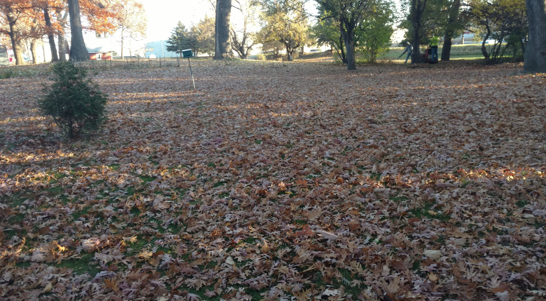 A park landscape covered in a thick layer of fallen brown autumn leaves under a bright, overcast sky.