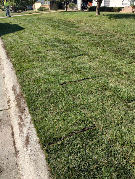 Freshly laid strips of green turf sod arranged in rows along a residential sidewalk.
