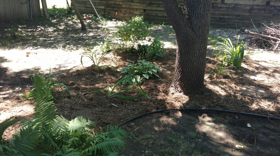 A shaded garden bed with mulch, a large tree trunk, ferns in the foreground, and various green plants in the background.