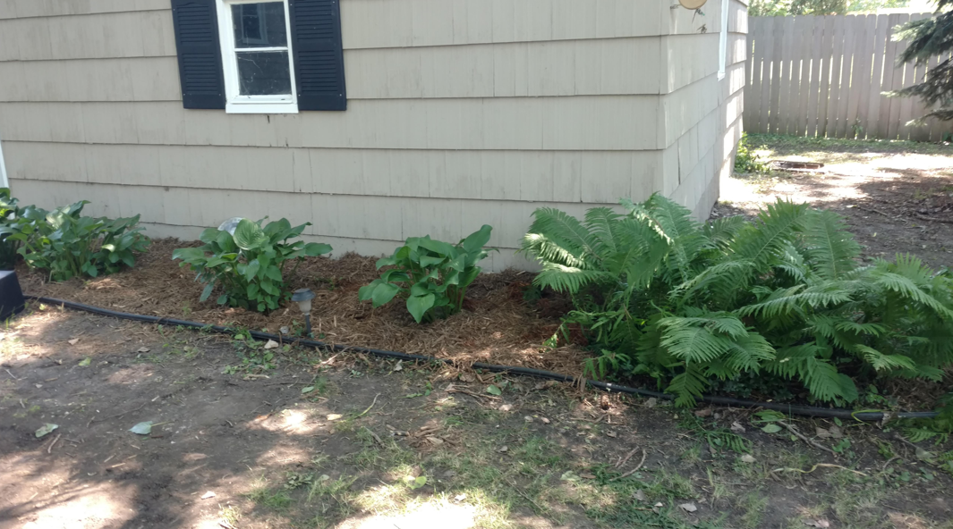 A beige house with a black-shuttered window and a garden bed planted with hostas and ferns along its side.