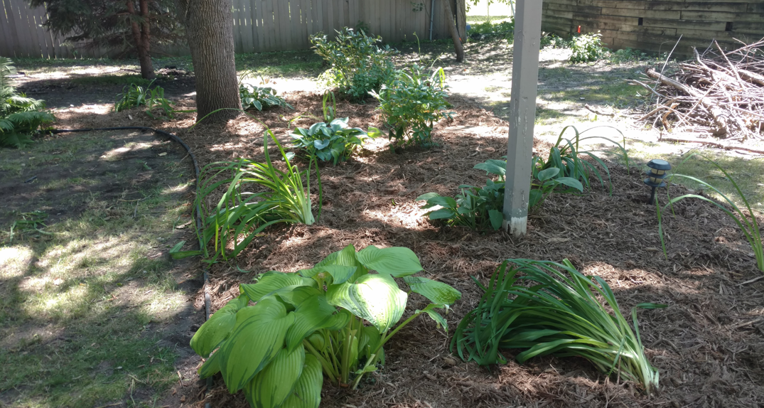 A landscaped garden bed with mulch, various hostas, and green perennials under the shade of a tree.