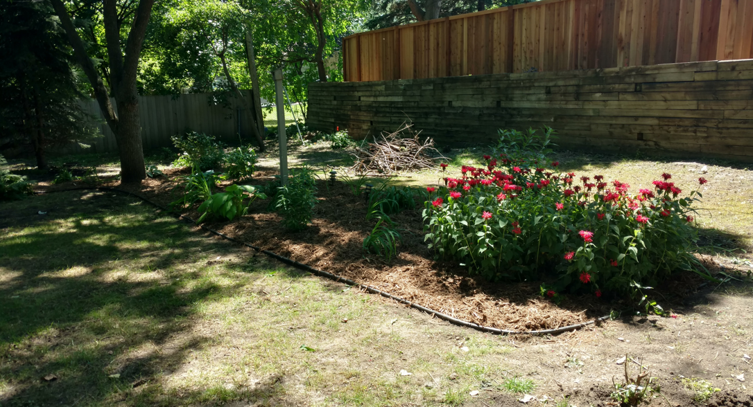 A landscaped garden bed with red flowers, mulch, and a wooden retaining wall in a sunlit backyard.