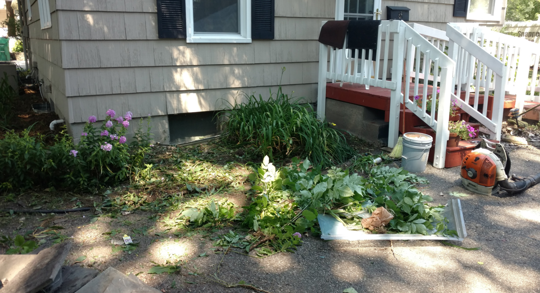 A garden bed in front of a house shows freshly trimmed bushes, with gardening tools and cuttings on the ground.
