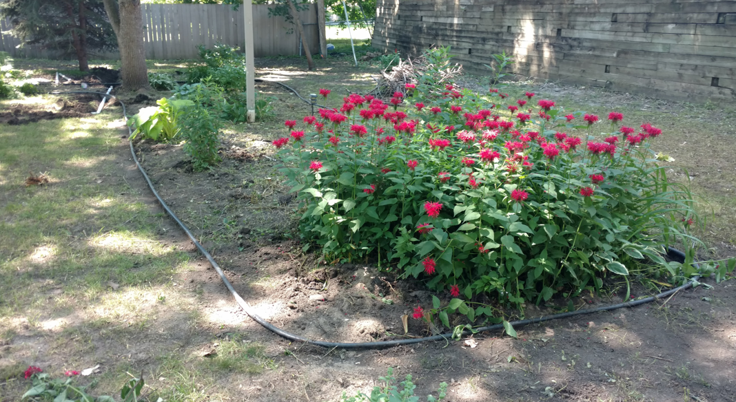 A vibrant cluster of red zinnia flowers in a garden bed bordered by a black irrigation hose on a sunny day.