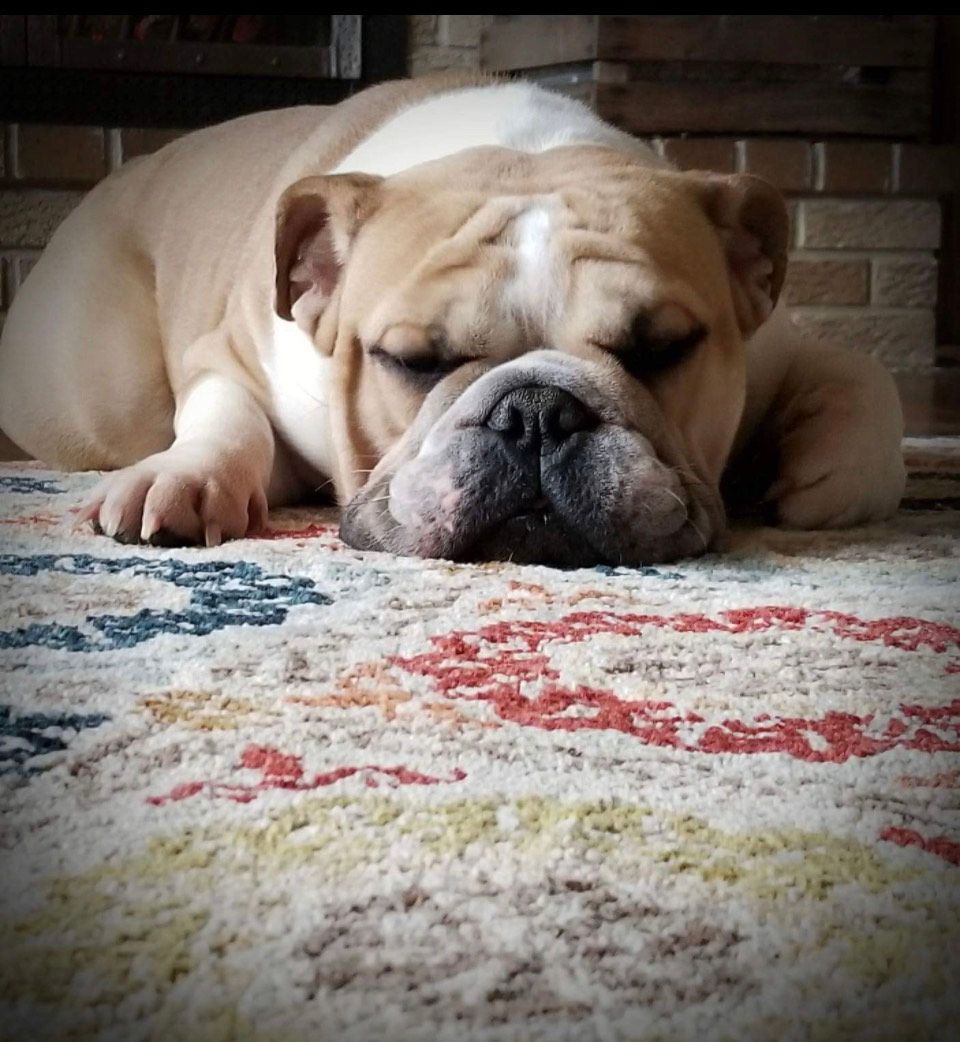 Sleepy tan bulldog resting on a patterned rug indoors, eyes closed and chin on the floor.