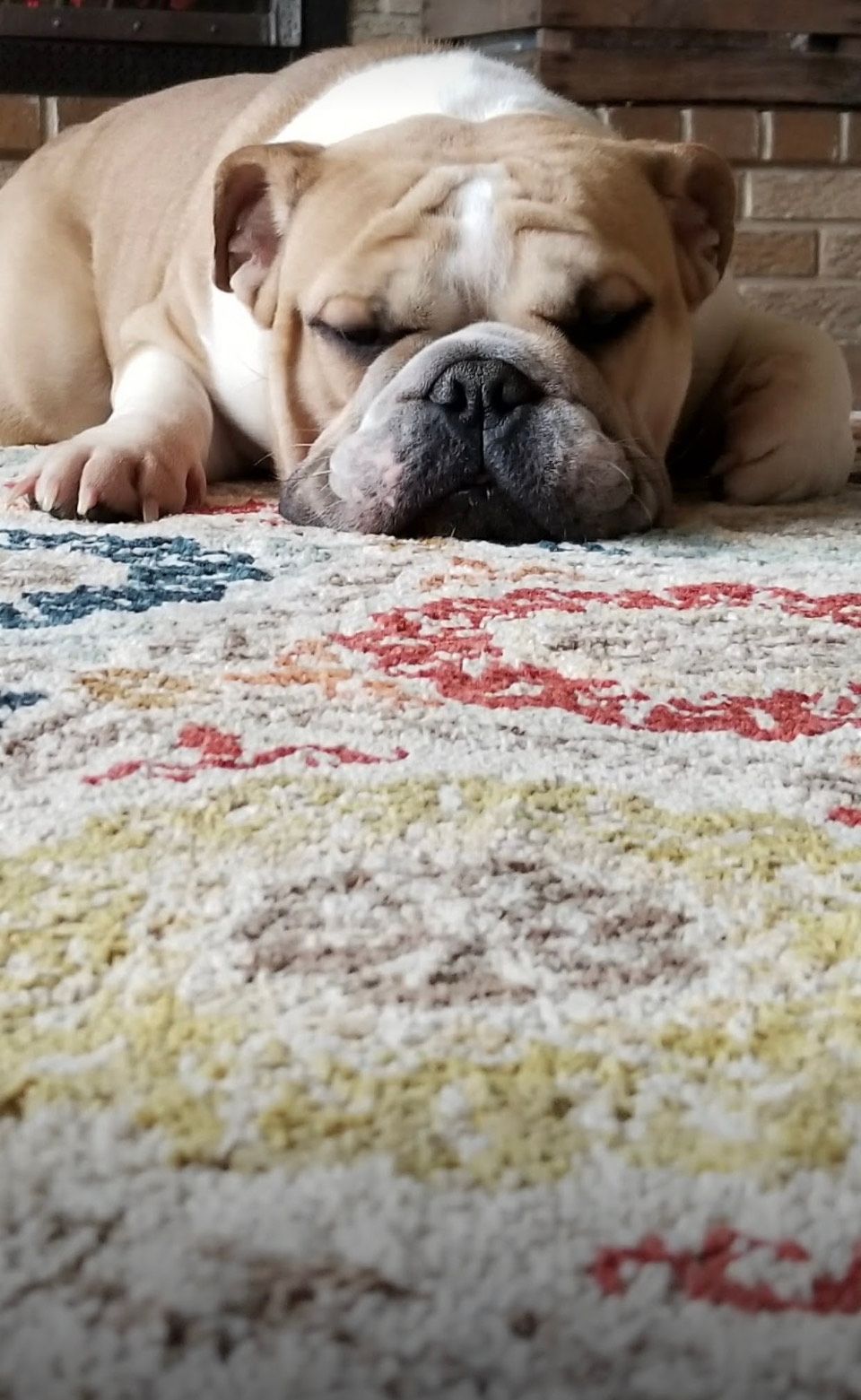 Sleeping bulldog on a patterned rug indoors